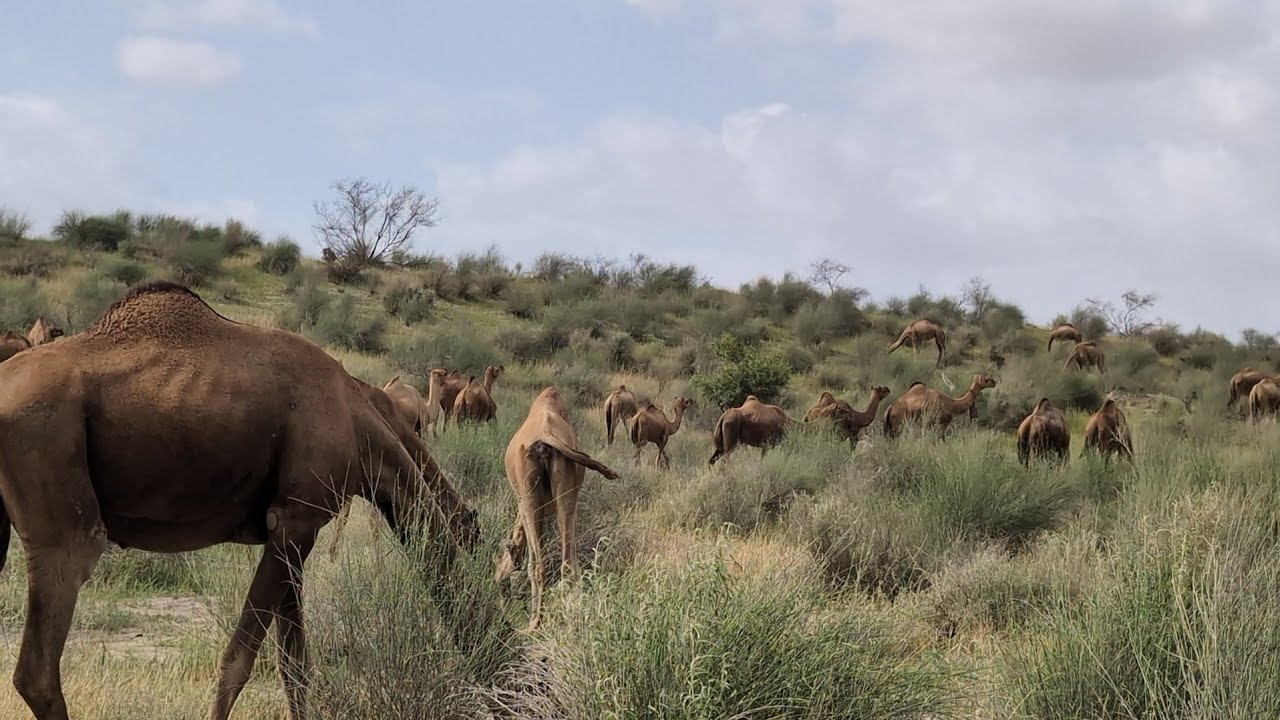 Camel 🐪  wildlife 