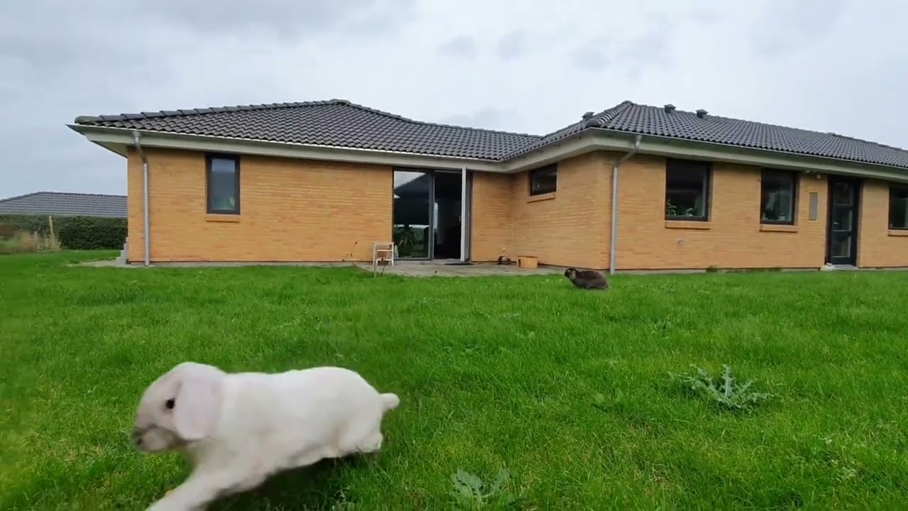 Darwin & Iris  |  2019