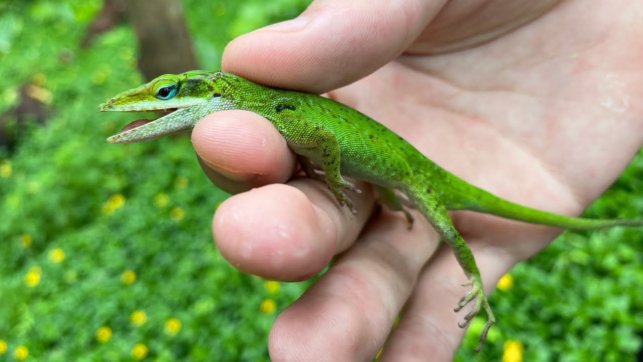 沖縄で爆殖する美しき外来トカゲの捕獲に成功！