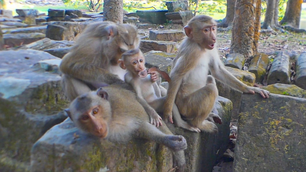 Joyful relaxing with Rose monkey Family & Brady, Robin & gorgeous Rina