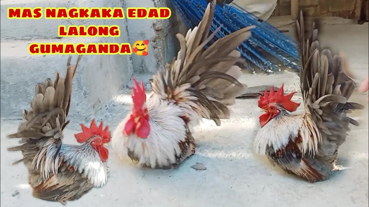BAKIT HINDI NAGBEBENTA NG SISIW NA CHABO BANTAM CHICKEN ANG MGA BREEDER'S 🤔