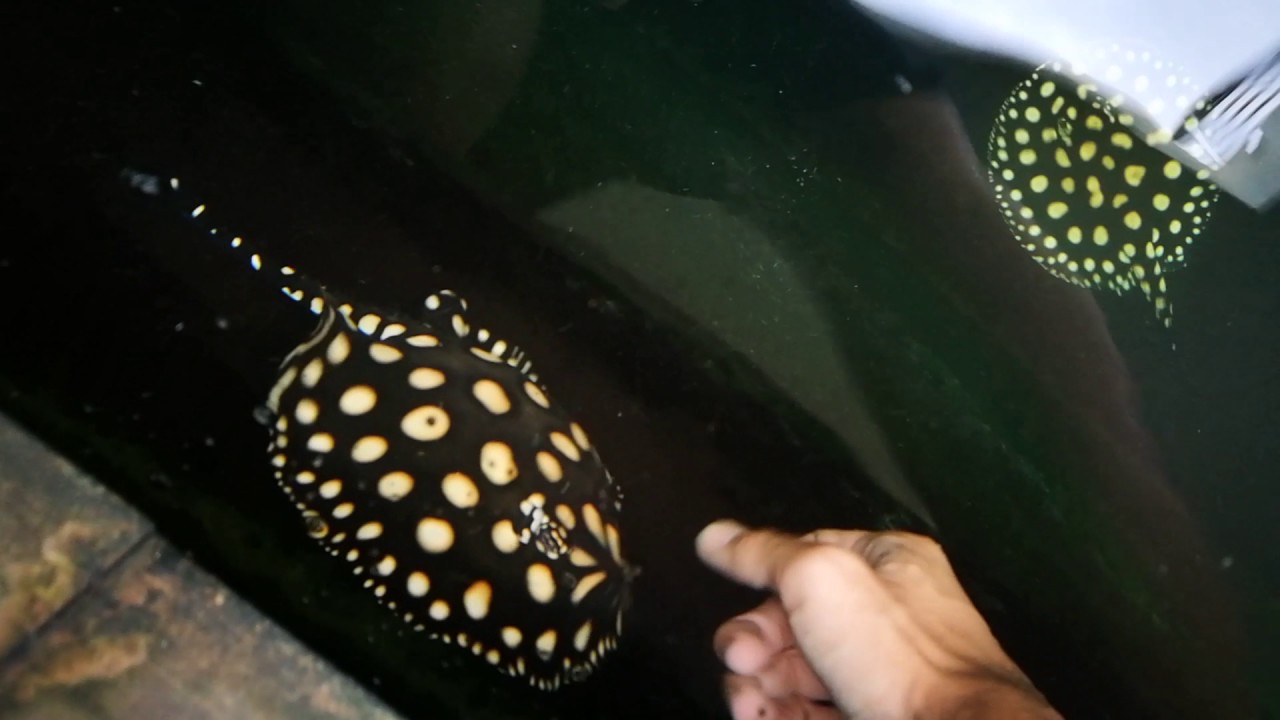 Black diamond stingrays hand feeding!