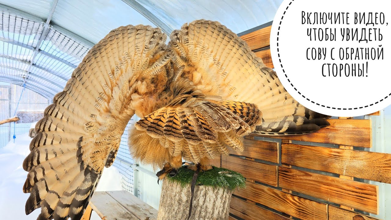 Пёс Кубик раскукожил сову филина Ёлку. Уличная магия!