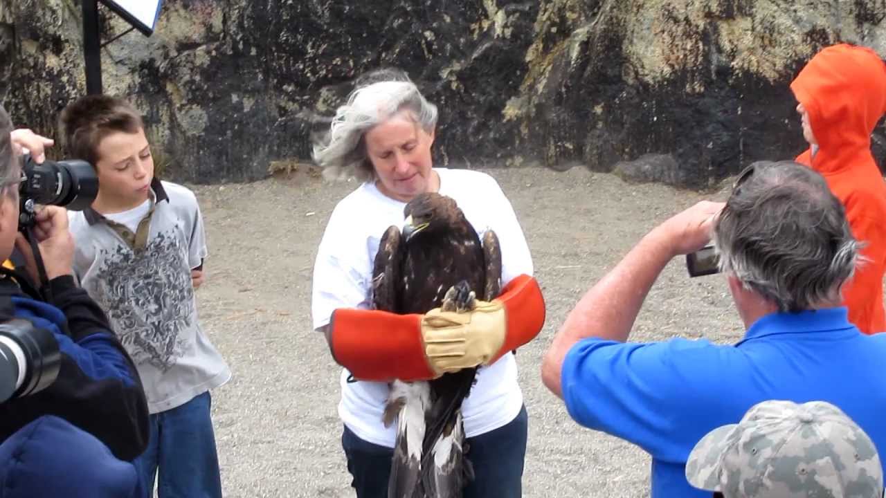 LTWC, Golden Eagle Release, Donner Pass, 9/23/12 - MVI_4041.MOV