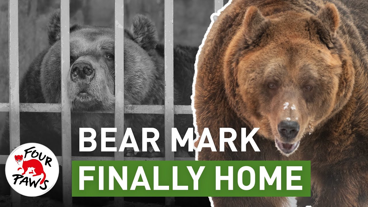 Bear Mark is finally home! ❄️