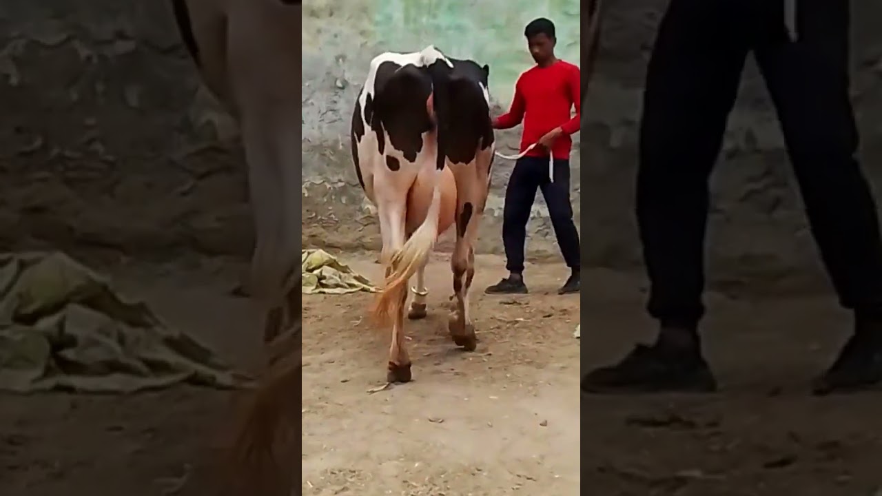 Sahiwal HF cross cow