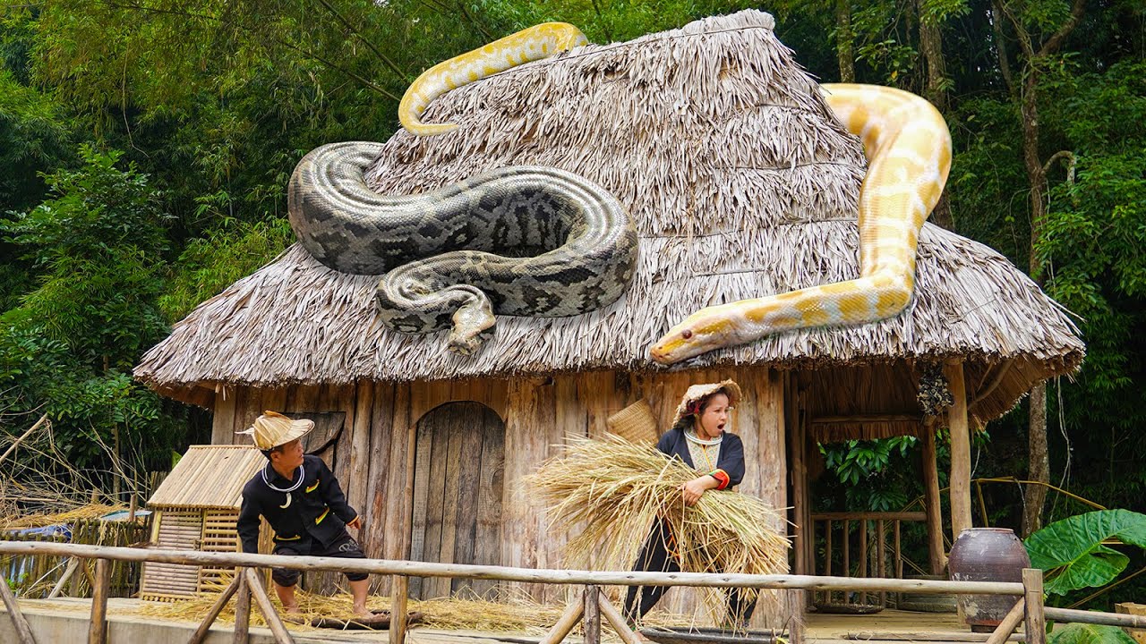 Dwarf family handcrafts rice from harvested plants | Dwarf family panic when encounter giant python