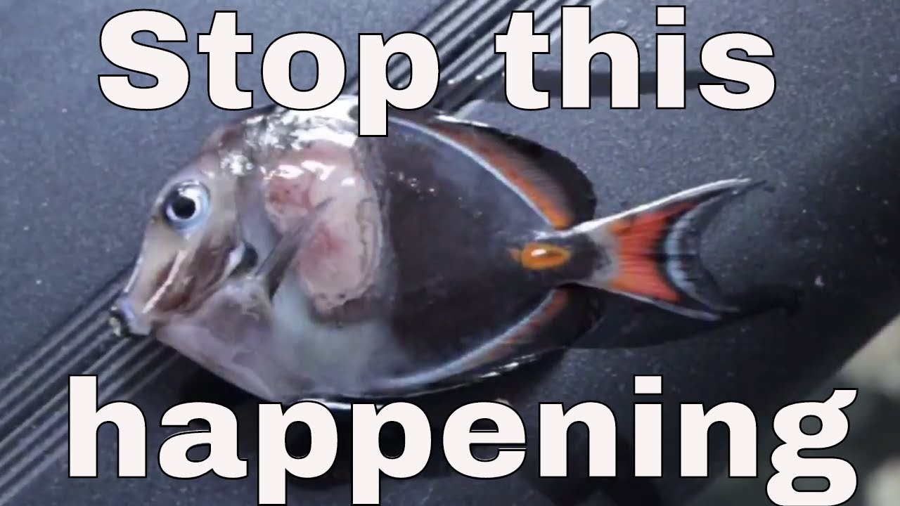 Вам действительно нужен ахиллов хвост? (Acanthurus Achilles)
