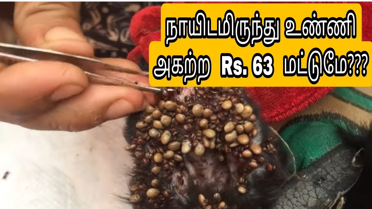 மலிவான செலவில் நாயிடமிருந்து உண்ணி அகற்றுவது எப்படி??? | Dog tick removal easy method