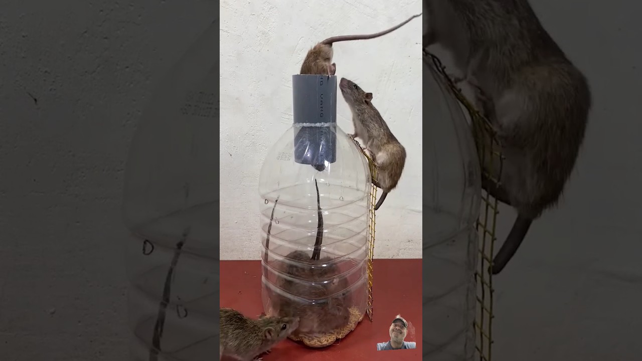 trappola artigianale per topi fai da te DiY