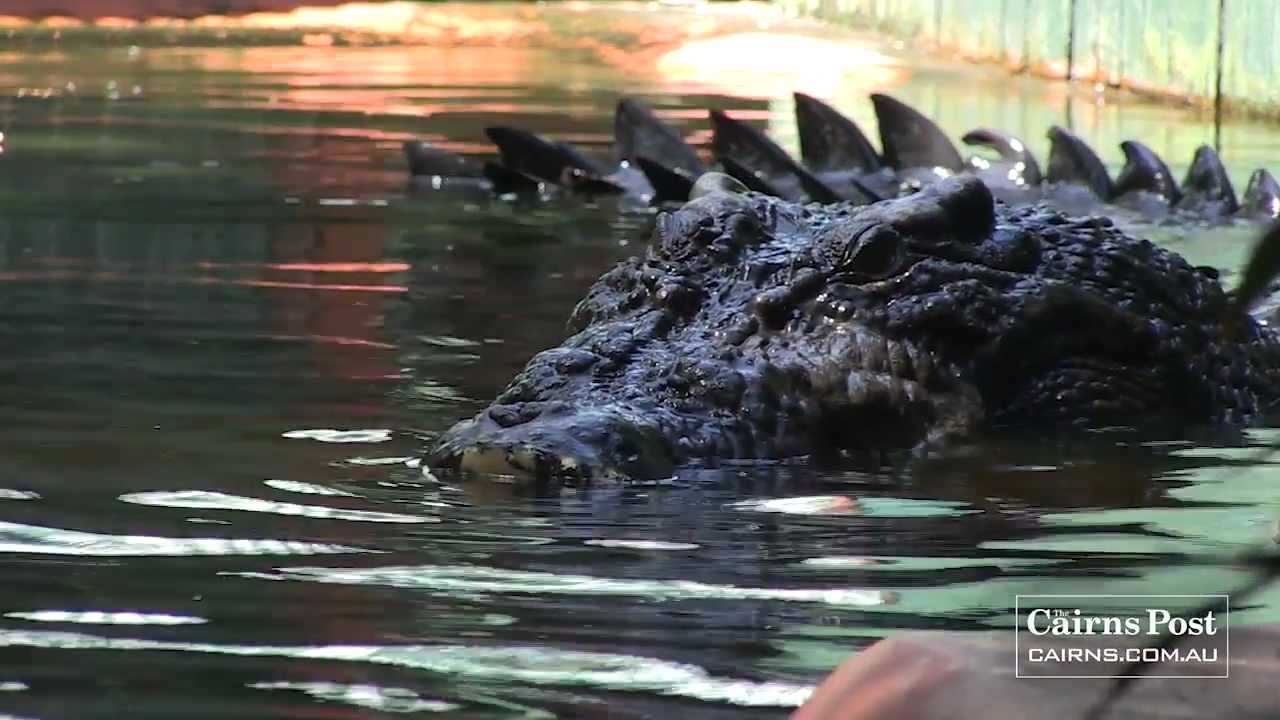 Cassius: World's Largest Crocodile in Captivity, Green Island, Australia