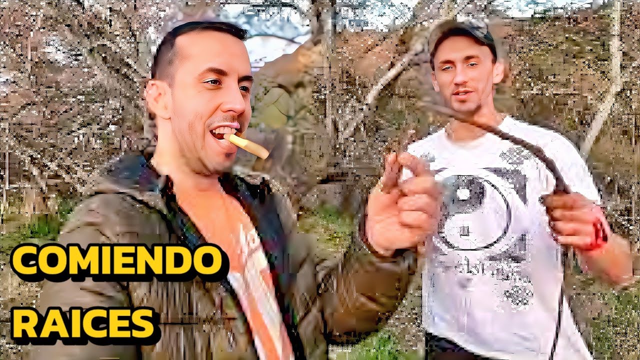 🌿Como hacer infusión de PALODUZ o REGALIZ planta medicinal | Raíz de paloduz MEDICINA NATURAL.