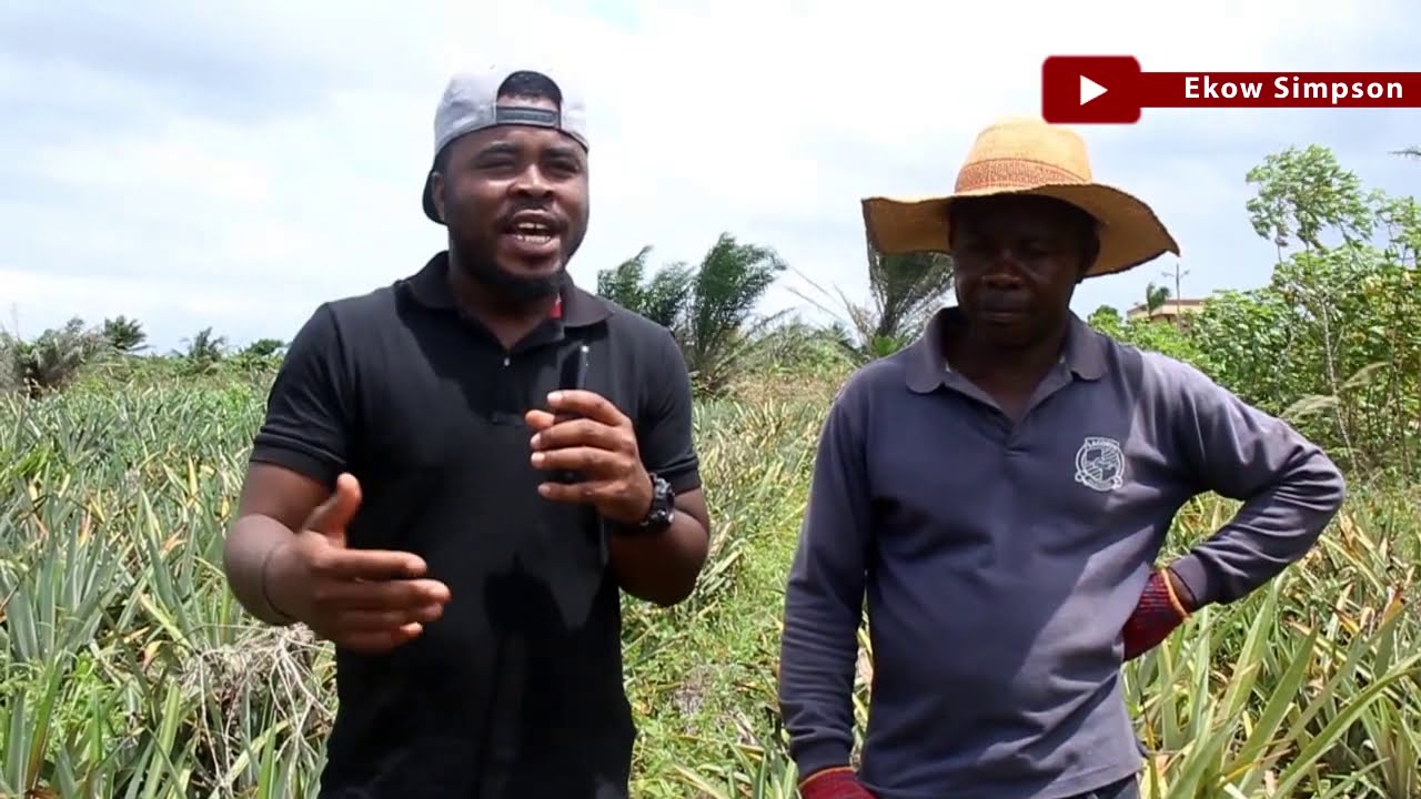 💲💲Profitable Business Of Pineapple Farming In Ghana | 5000 Seeds On 16 Plots Of Land