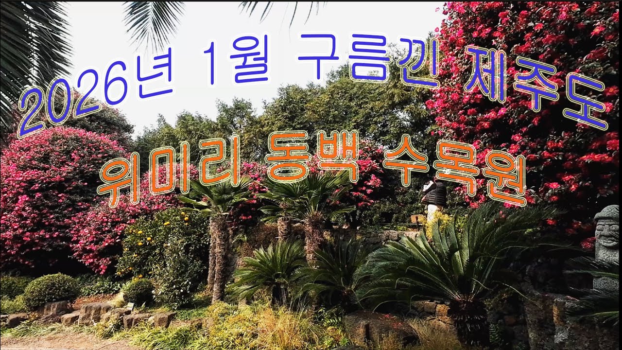 제주도 위미리 동백 수목원(Camellia Arboretum, Wimi-ri, in Jeju-do)