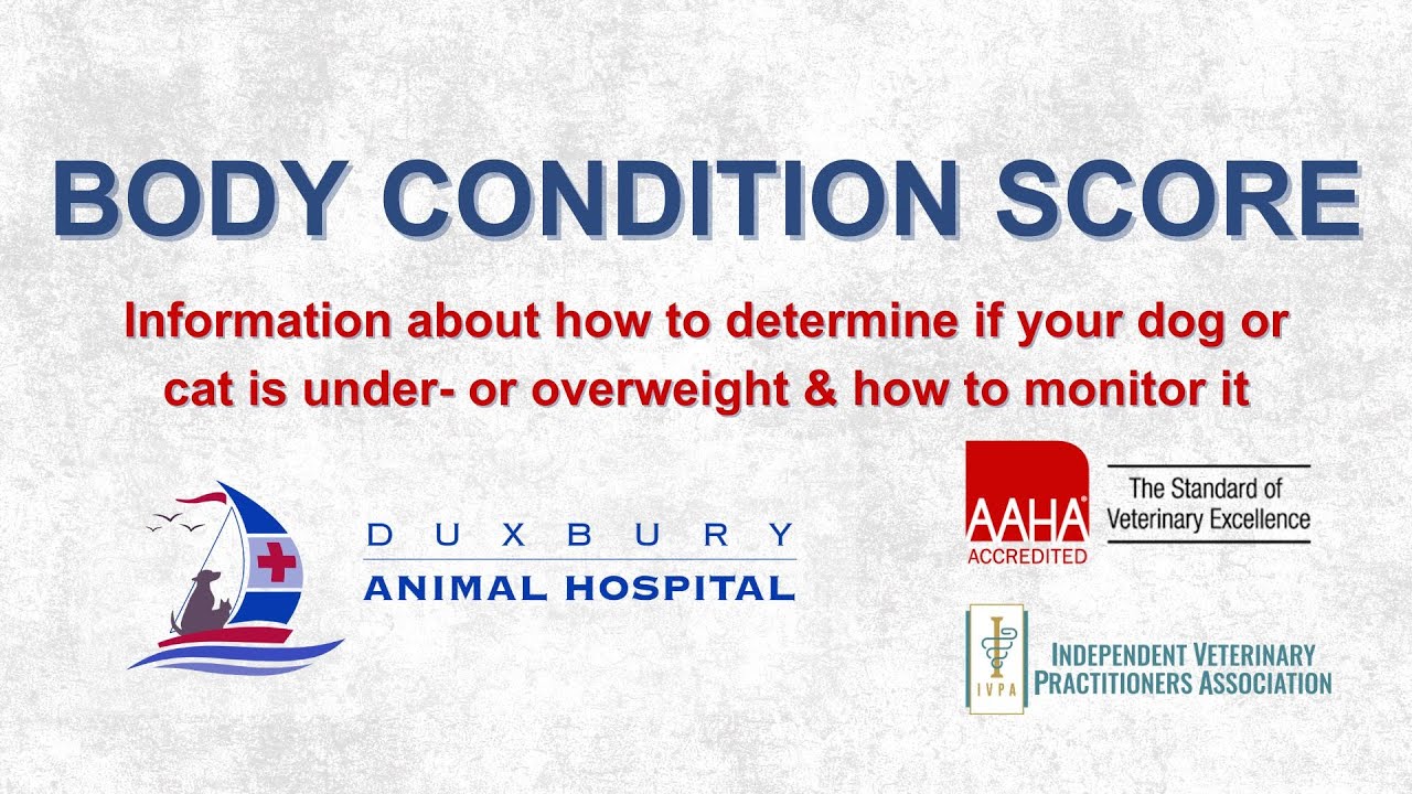 Body Condition Score for Dogs & Cats