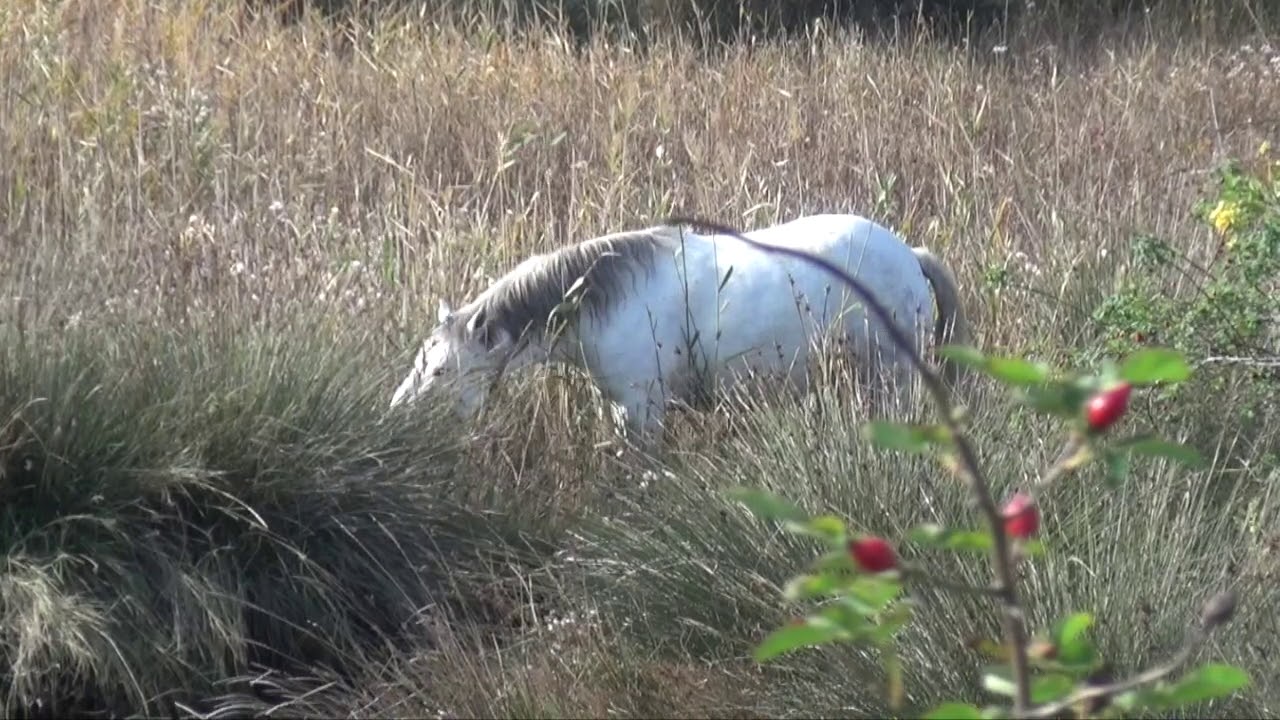 Foce dell'Isonzo