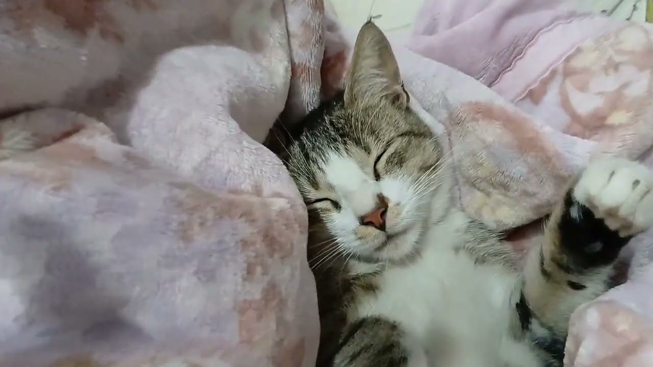 Village cat funny 😁 😂 video # trendingvideo 