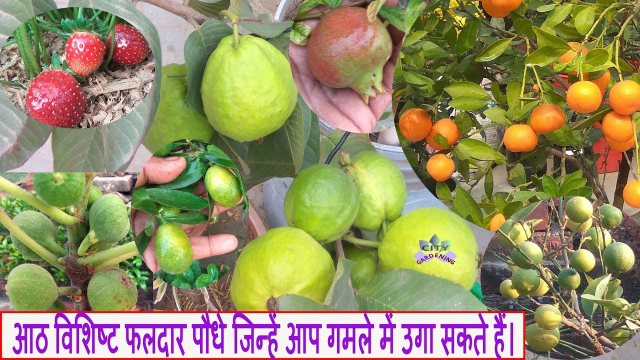 Eight notable Fruit Plants that you can grow in pots/आठ विशिष्ट फलदार पौधे।