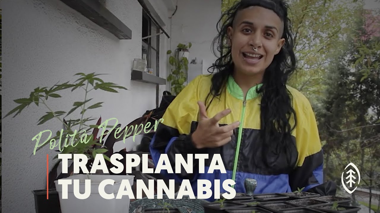 #Tutorial Aprende c&oacute;mo trasplantar tu cannabis