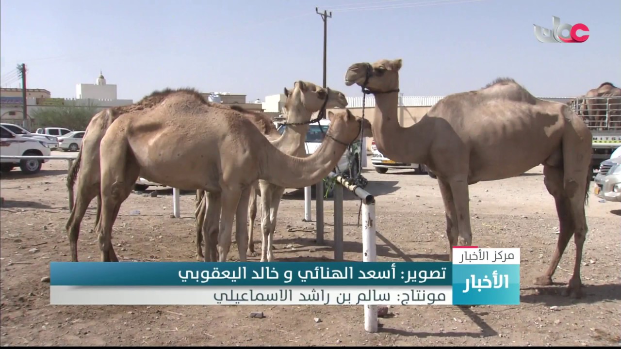 هبطة سوق سابع بولاية عبري تشهد ارتفاعا في الأسعار ووفرة في المعروض