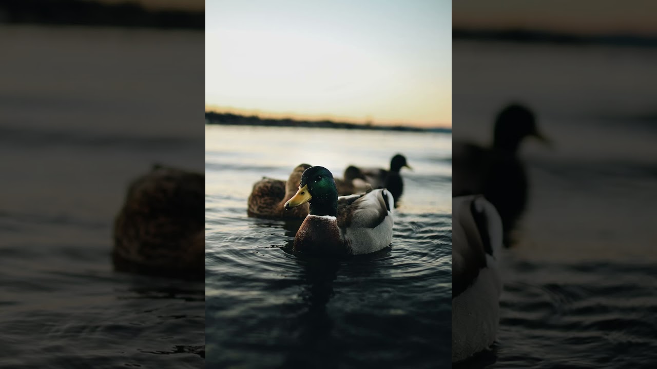 Relaxing River With Ducks (1 HOUR) | Stress Relief