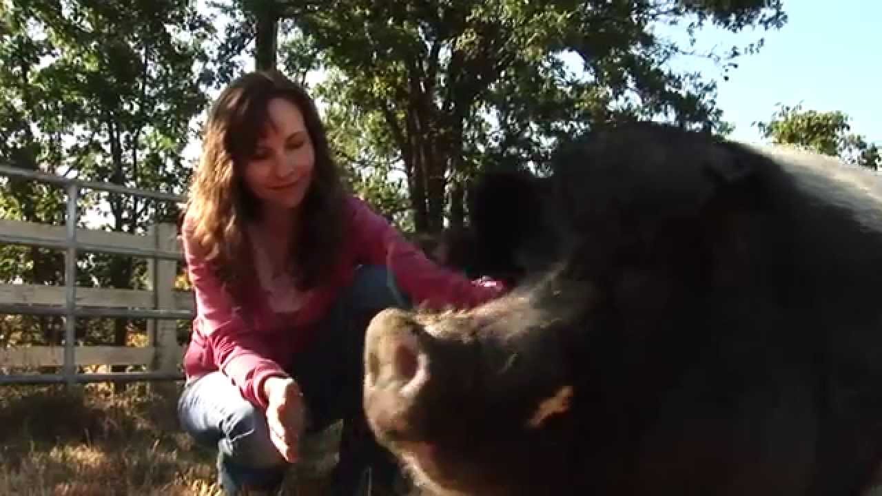 Rescued Hog Loves Reiki Treatments | Animal Reiki Source