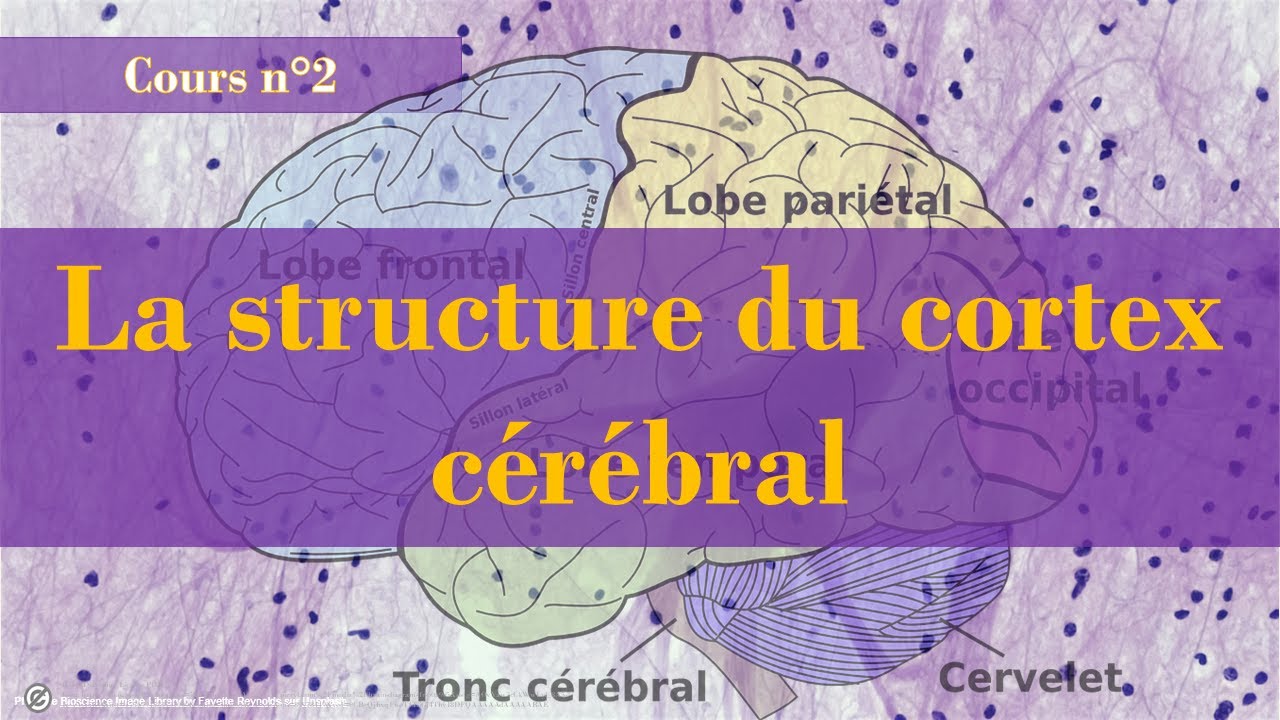 Neuropsychologie - Cours n°2 :  Le cortex cérébral