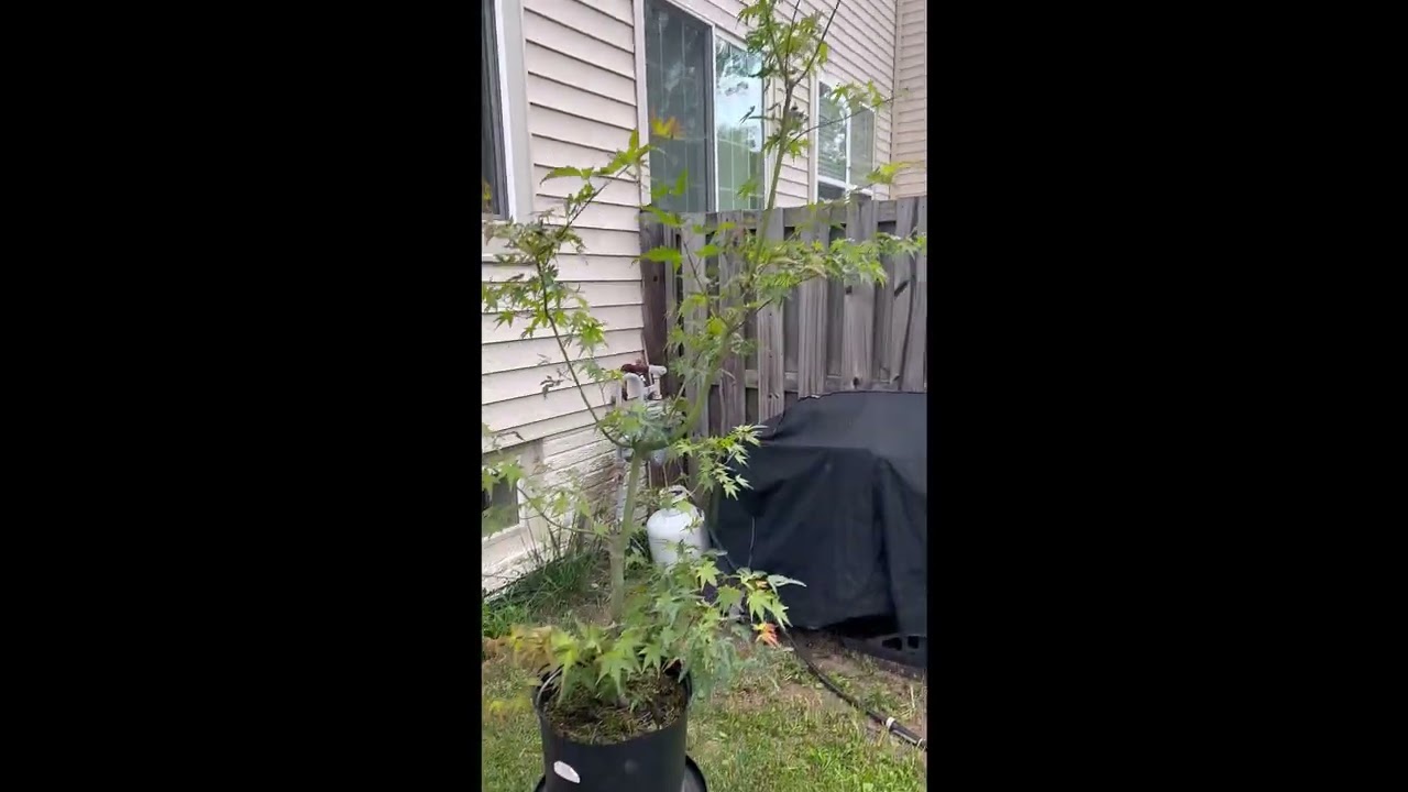 Mystical Garden~ JM summer pruning
