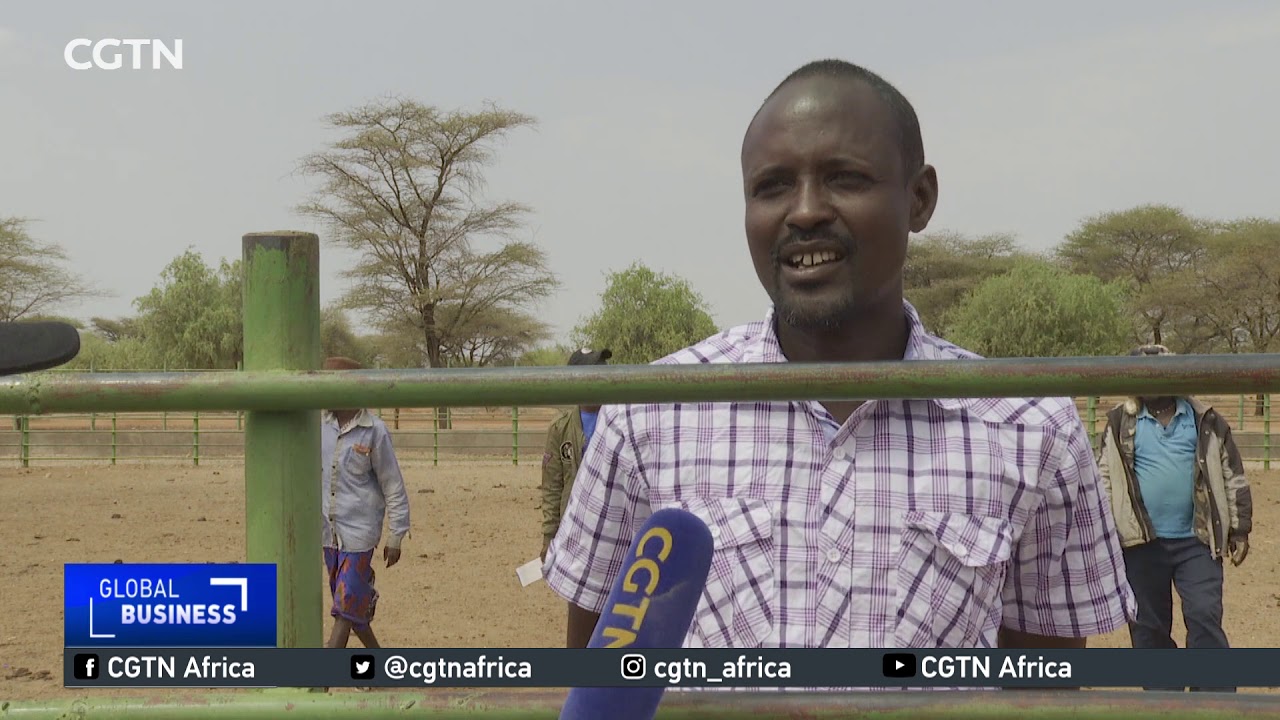 New app to help pastoralists in East Africa to adapt to weather changes