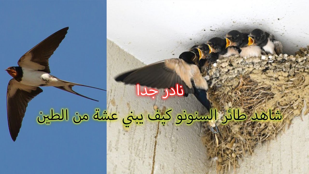 نادر تشاهد طائر السنونو كيف يبني عشة من الطين