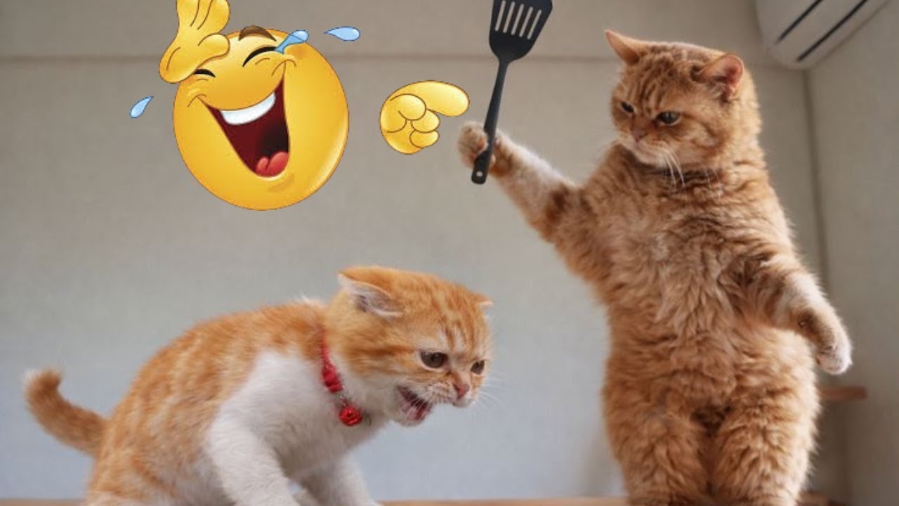 Funniest Cute Cat Babies Reaction Will Melt Hearts 😻
