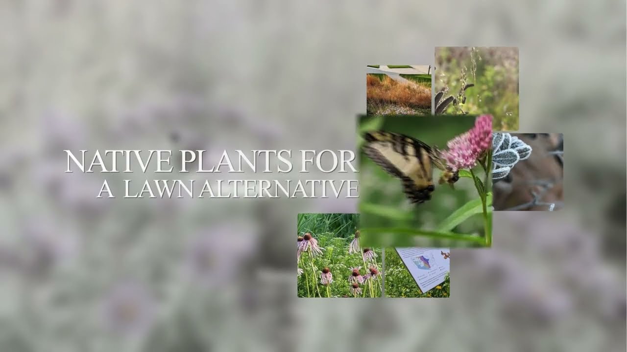 Native Plants for a Lawn Alternative