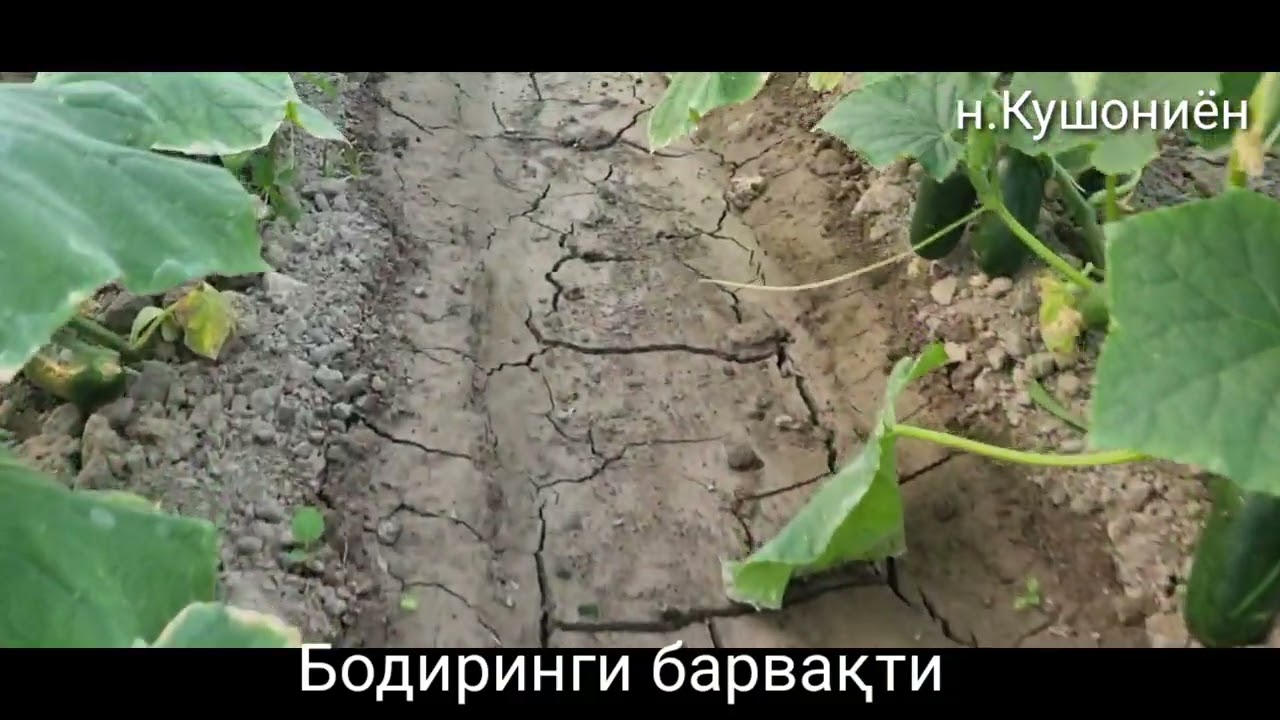 Бодиринги🥒🥒🥒🥒  барвақти дар Гармхона ноҳияи Кушониён бо обёрӣ пештара