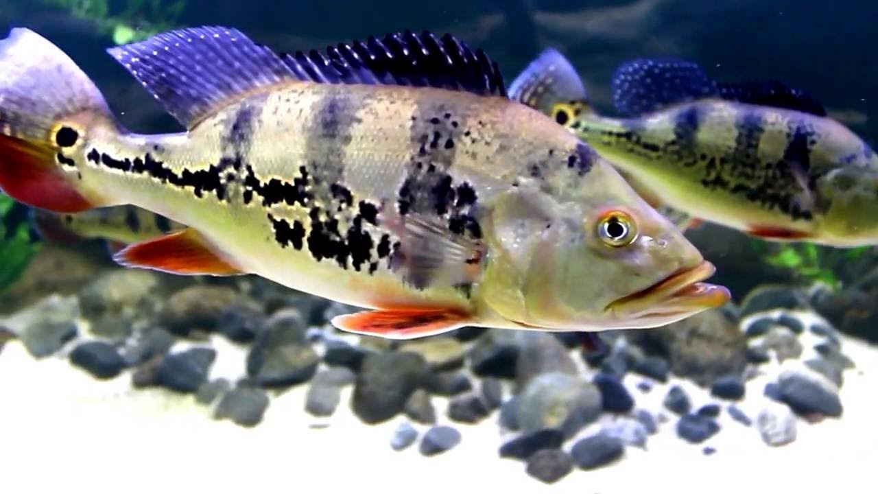 cichla ocellaris