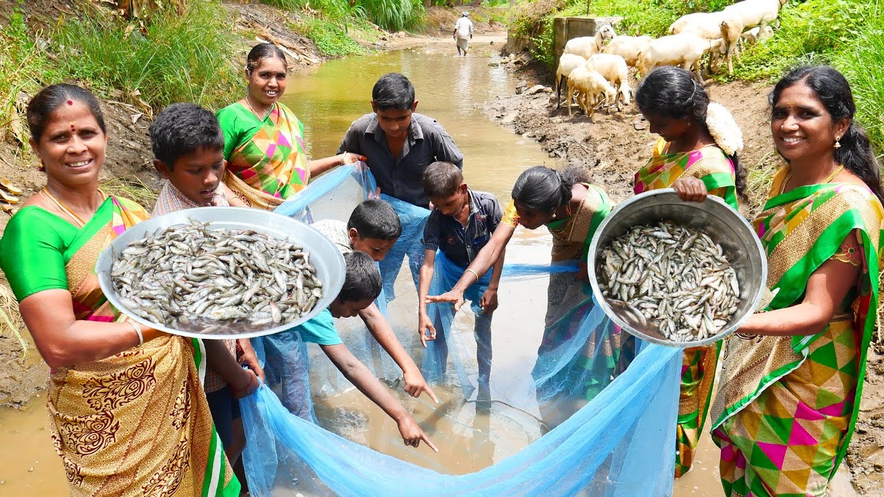 Patta Velichi Fish Catching | Cooking |Fishing in Village using traditional fish catching technology
