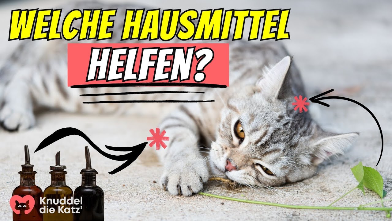 Kokos&ouml;l, Apfelessig & Co &ndash; welche Hausmittel helfen unseren Katzen WIRKLICH?