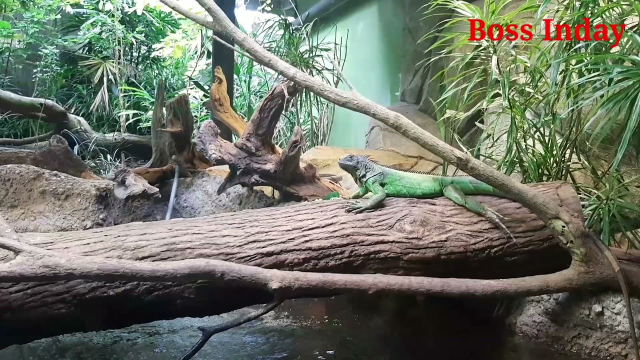 REPTILES, SNAKES AND GIANT TORTOISE AT SINGAPORE ZOO| BOSS INDAY