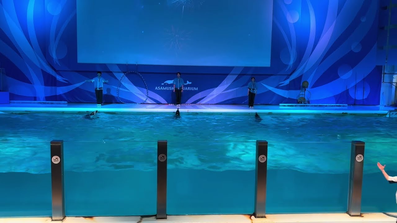浅虫水族館　イルカショー　2026 プールカーテン工事中で今ならショーの後のトレーナーさんも観れます！asamushi aomori japan