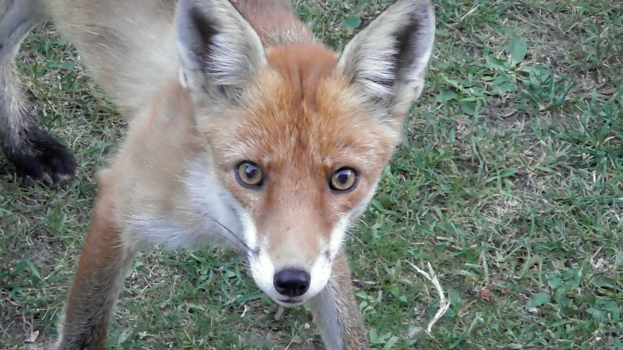 Kater verjagt Fuchs - Cat chases fox away