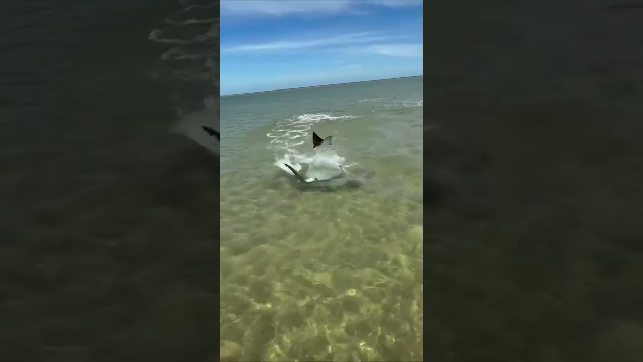 Breathtaking chase In the shallow waters of Cape York north of Queensland,