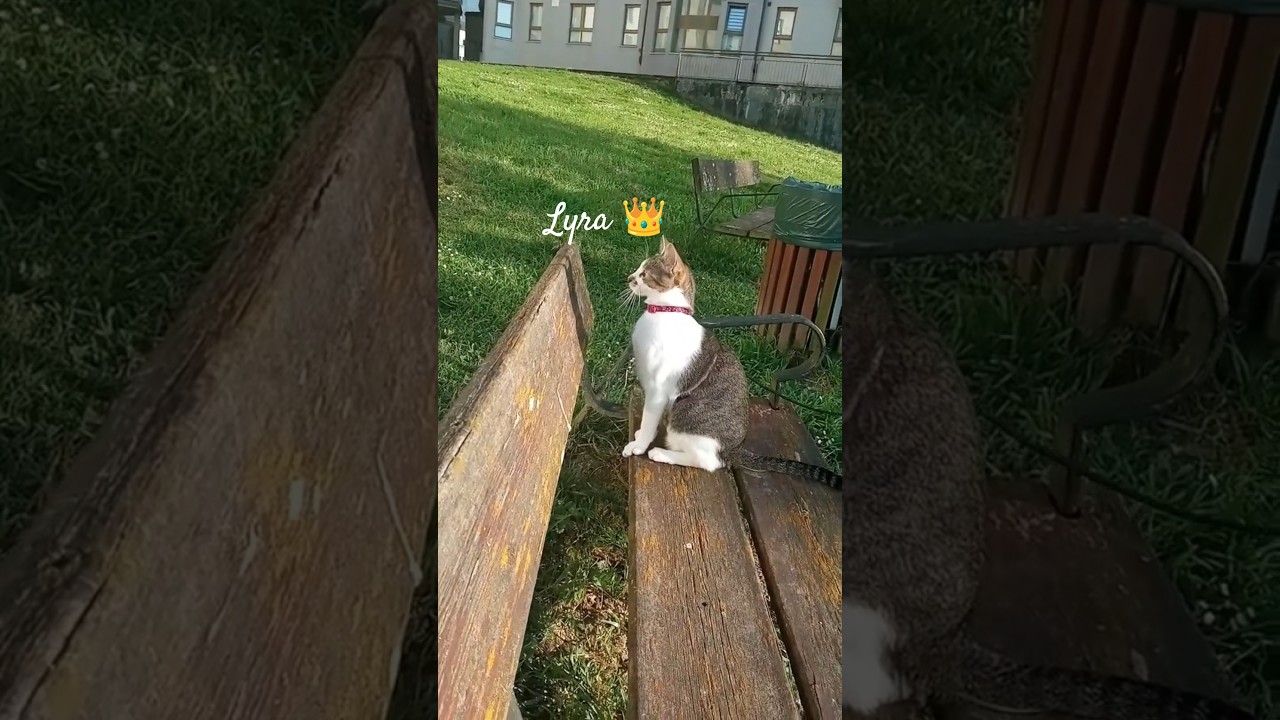 Lyra Cat 👑 