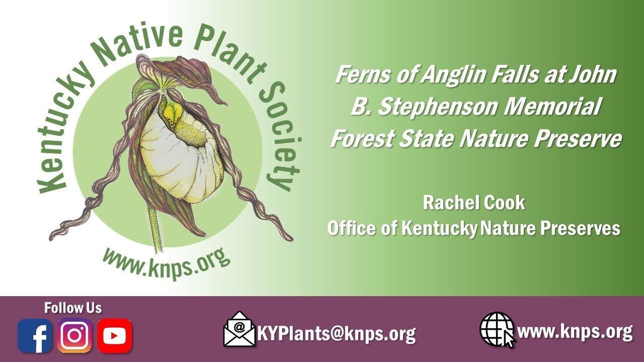 Ferns of Anglin Falls by Rachel Cook - Virtual Hike - Wildflower Week 2021