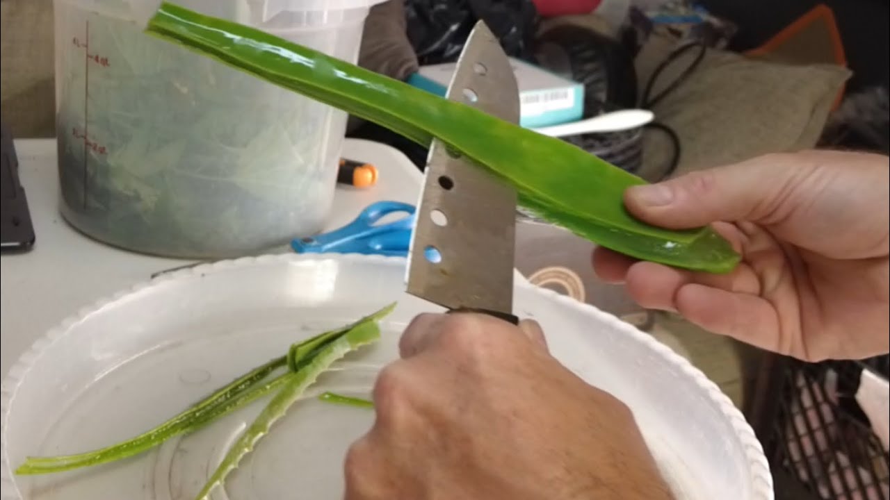 Using Aloe Vera to root clones
