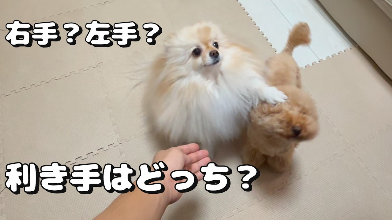 飼い犬の利き手確認してみました