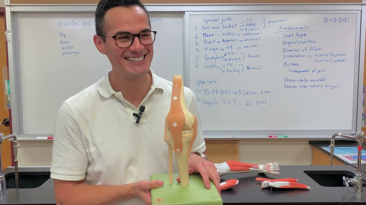 Muscles and ligaments in Lower Extremity