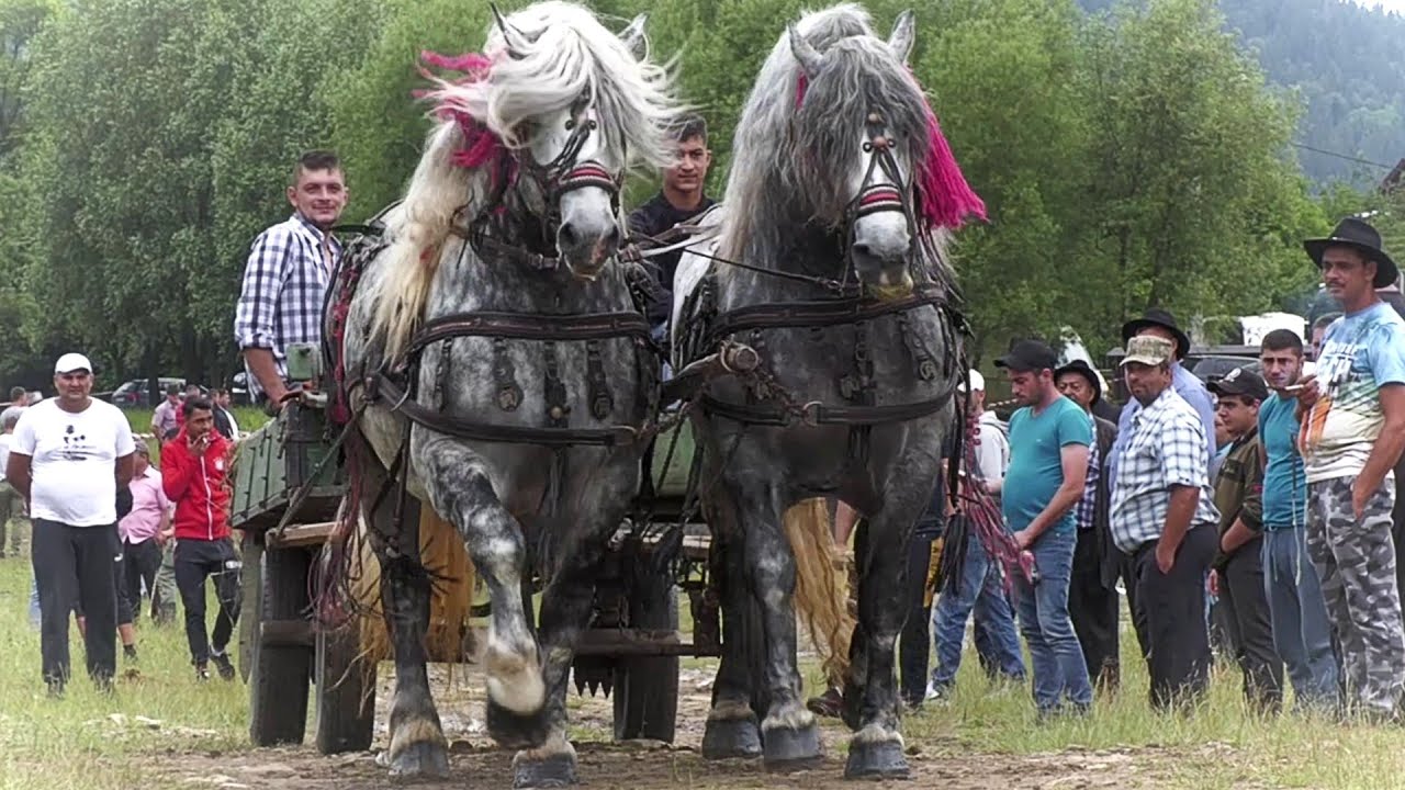 Armăsarii domnului Gruia Cican de la Vicovu de Sus 2021
