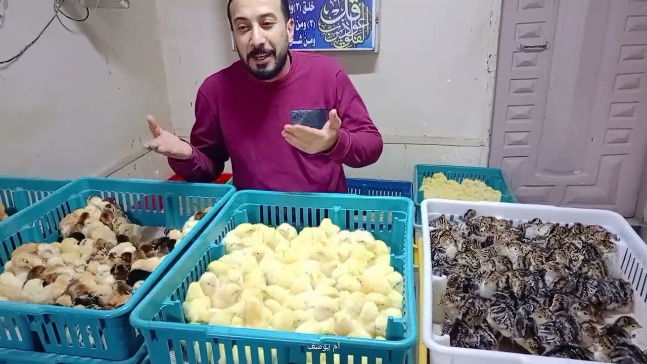 نزول قوى في أسعار الكتاكيت والبط اليوم في معمل البرماوى 2/10