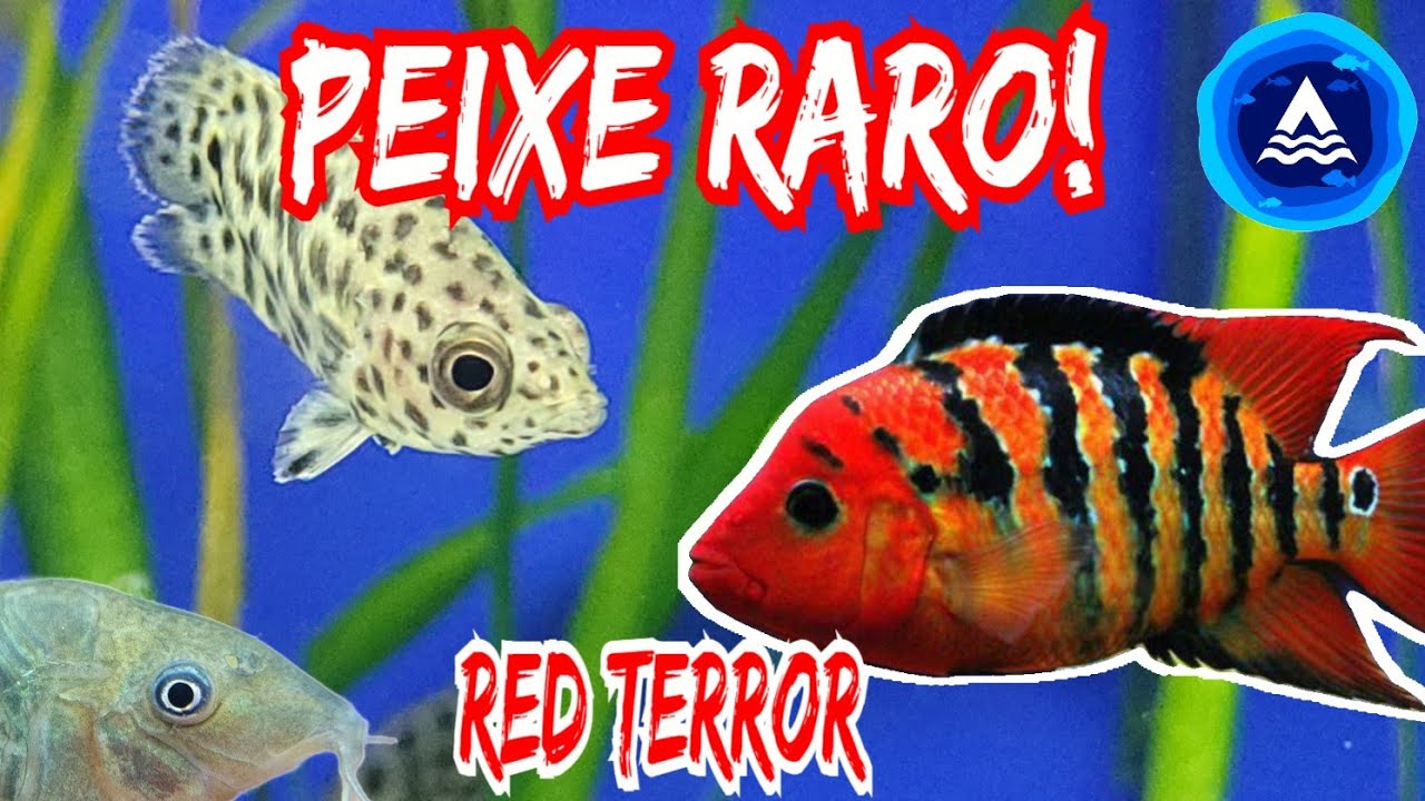 Peixe Raríssimo - Red Terror disponível e muito mais! Atualização da ATOS Aquarismo! 03.10.24