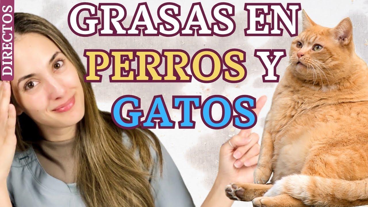 GRASAS EN PERROS Y GATOS