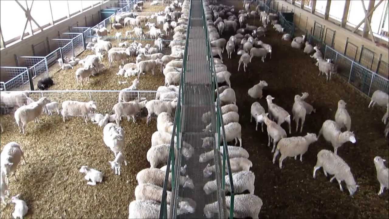 Wireless Cameras installed in Sheep Barn - Wireless Foaling - Wireless Calving Cameras